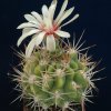 Gymnocalycium_mostii_2